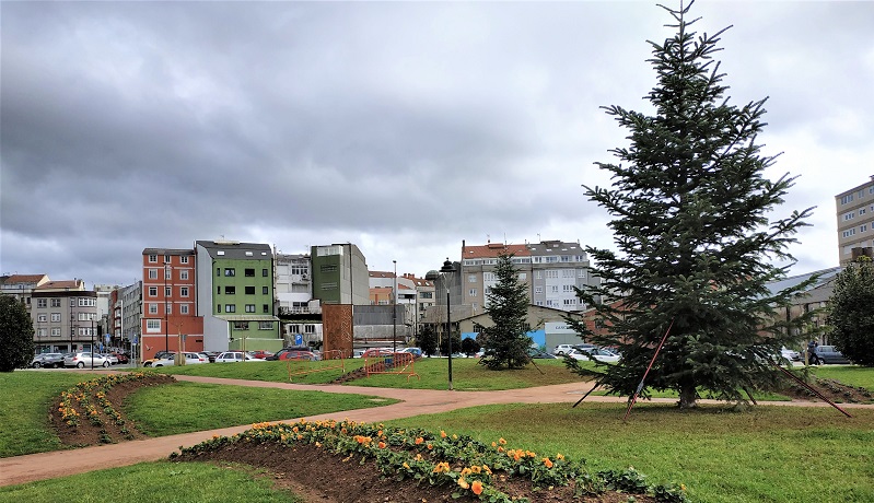 Os abetos grandes plantronse no Parque Rego da Balsa