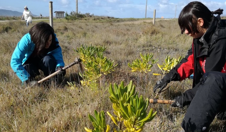 Adega realizou un traballo de eliminacin de especies invasoras